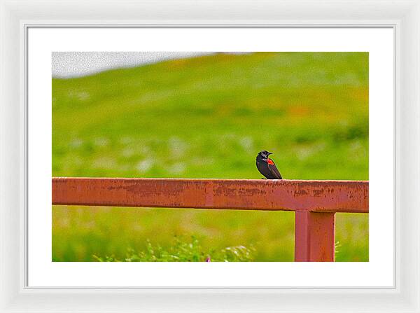 Lonely Small Bird Chilling on a Fence - Framed Print