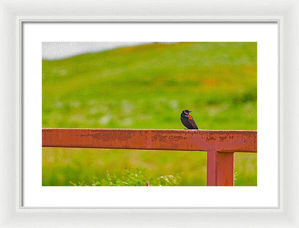 Lonely Small Bird Chilling on a Fence - Framed Print
