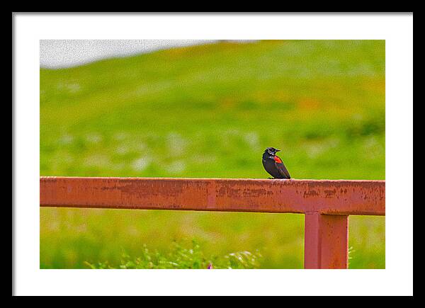 Lonely Small Bird Chilling on a Fence - Framed Print