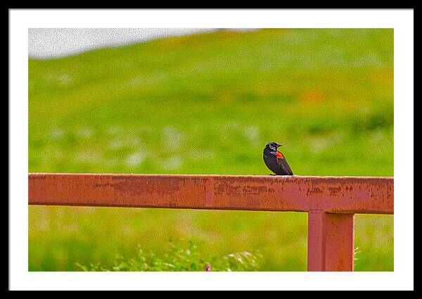 Lonely Small Bird Chilling on a Fence - Framed Print