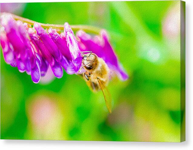 Macro Bee on a Purple Flower with Green Background - Canvas Print
