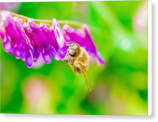 Macro Bee on a Purple Flower with Green Background - Canvas Print
