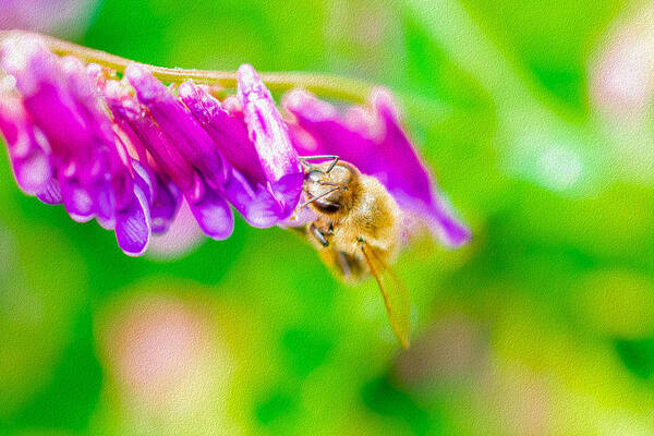 Macro Bee on a Purple Flower with Green Background - Art Print
