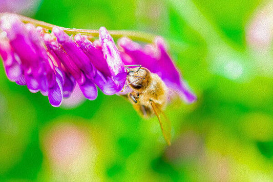 Macro Bee on a Purple Flower with Green Background - Art Print