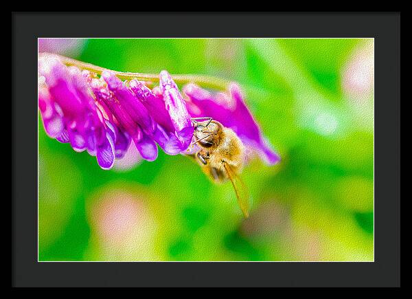 Macro Bee on a Purple Flower with Green Background - Framed Print