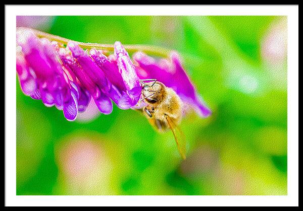 Macro Bee on a Purple Flower with Green Background - Framed Print