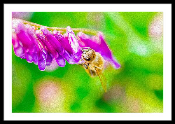 Macro Bee on a Purple Flower with Green Background - Framed Print