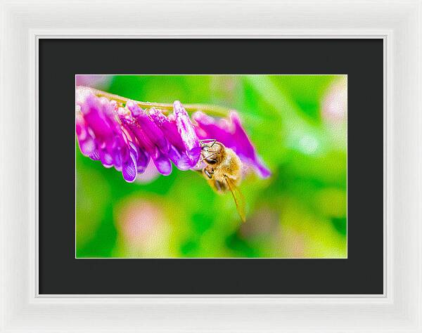 Macro Bee on a Purple Flower with Green Background - Framed Print