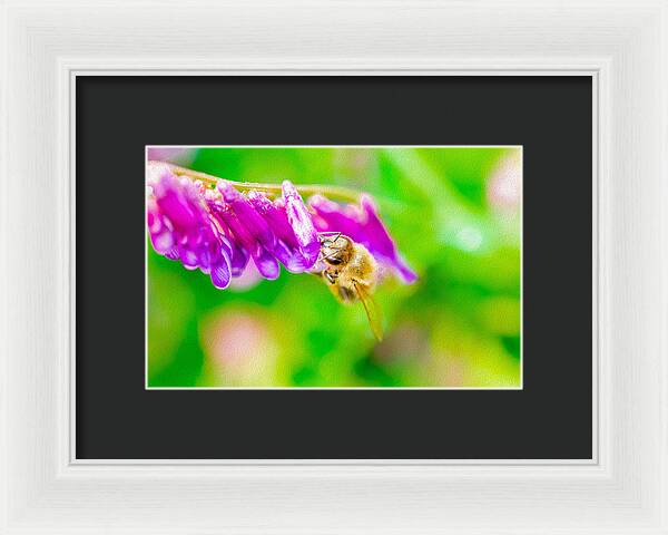 Macro Bee on a Purple Flower with Green Background - Framed Print