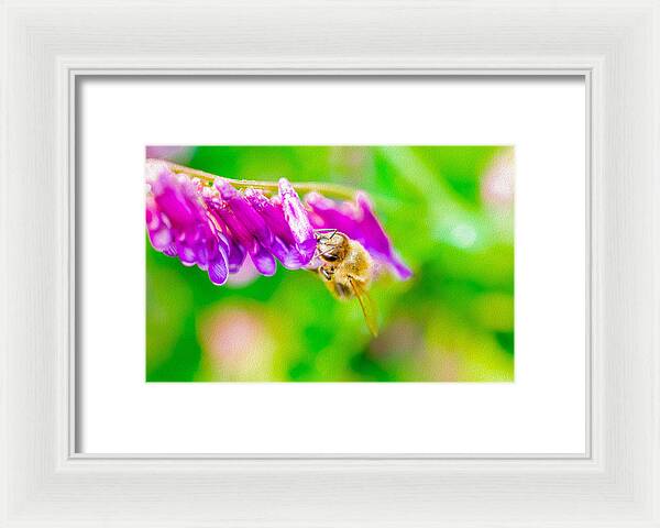 Macro Bee on a Purple Flower with Green Background - Framed Print
