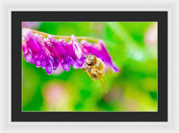 Macro Bee on a Purple Flower with Green Background - Framed Print