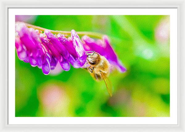 Macro Bee on a Purple Flower with Green Background - Framed Print