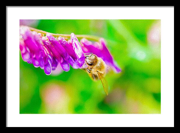 Macro Bee on a Purple Flower with Green Background - Framed Print