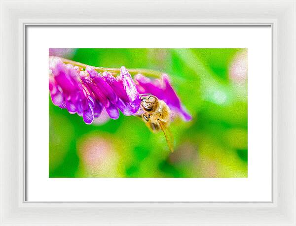 Macro Bee on a Purple Flower with Green Background - Framed Print