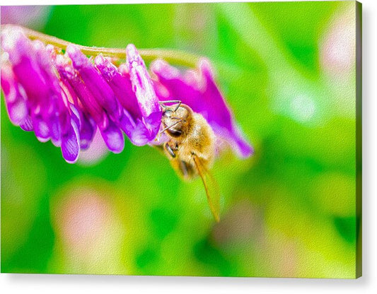 Macro Bee on a Purple Flower with Green Background - Acrylic Print