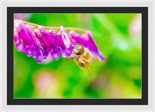 Macro Bee on a Purple Flower with Green Background - Framed Print