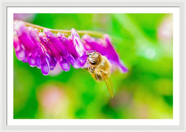 Macro Bee on a Purple Flower with Green Background - Framed Print