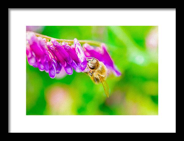 Macro Bee on a Purple Flower with Green Background - Framed Print