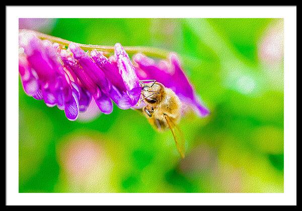 Macro Bee on a Purple Flower with Green Background - Framed Print
