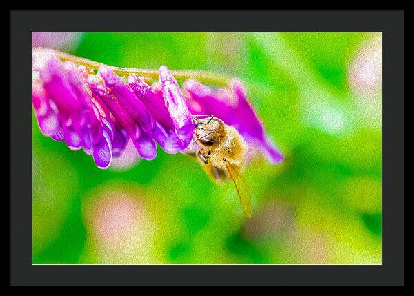 Macro Bee on a Purple Flower with Green Background - Framed Print