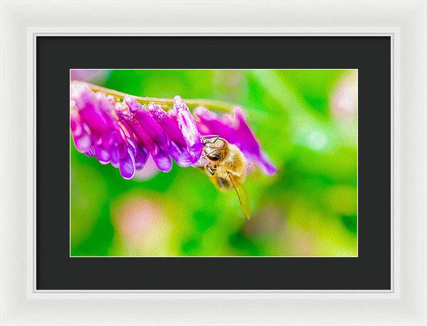 Macro Bee on a Purple Flower with Green Background - Framed Print
