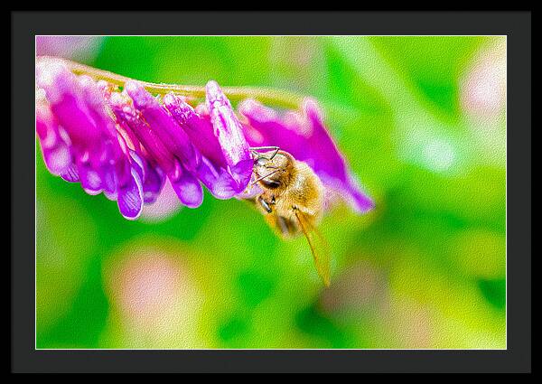 Macro Bee on a Purple Flower with Green Background - Framed Print