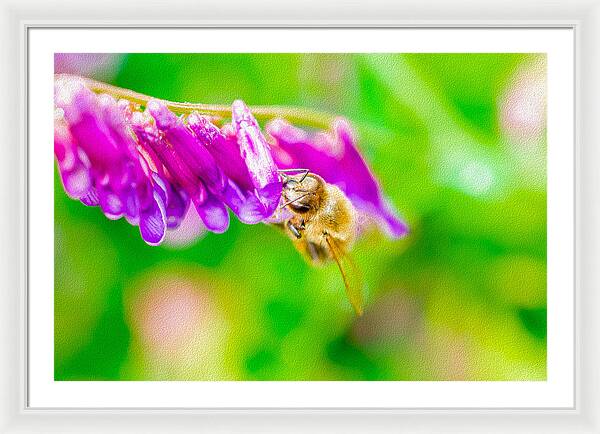Macro Bee on a Purple Flower with Green Background - Framed Print