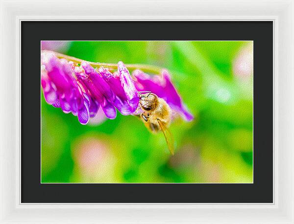 Macro Bee on a Purple Flower with Green Background - Framed Print