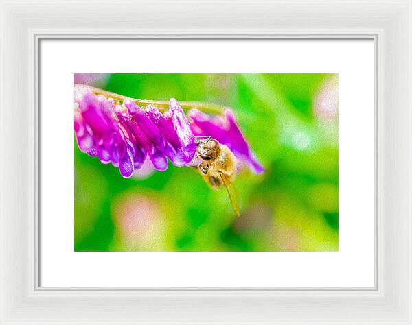 Macro Bee on a Purple Flower with Green Background - Framed Print