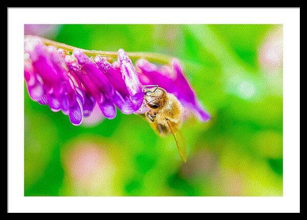 Macro Bee on a Purple Flower with Green Background - Framed Print