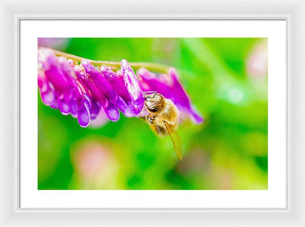 Macro Bee on a Purple Flower with Green Background - Framed Print