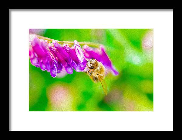 Macro Bee on a Purple Flower with Green Background - Framed Print