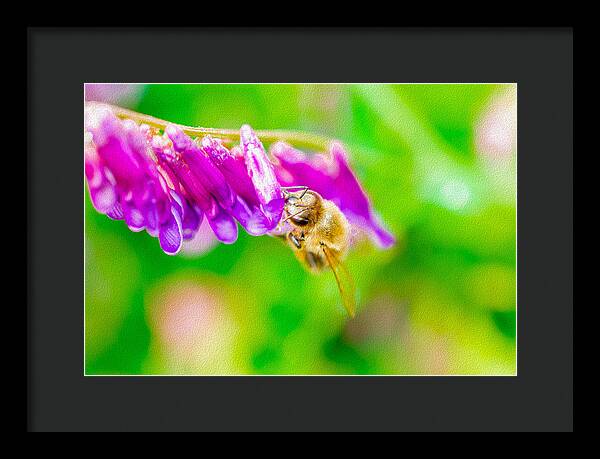 Macro Bee on a Purple Flower with Green Background - Framed Print
