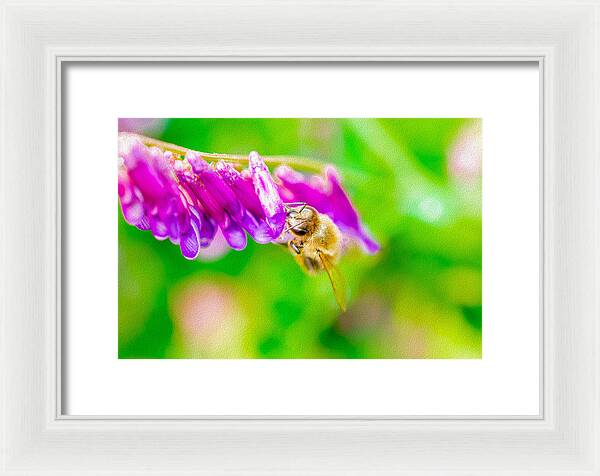 Macro Bee on a Purple Flower with Green Background - Framed Print