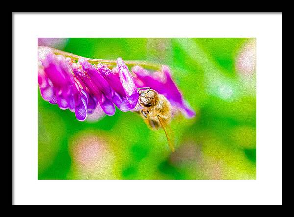 Macro Bee on a Purple Flower with Green Background - Framed Print