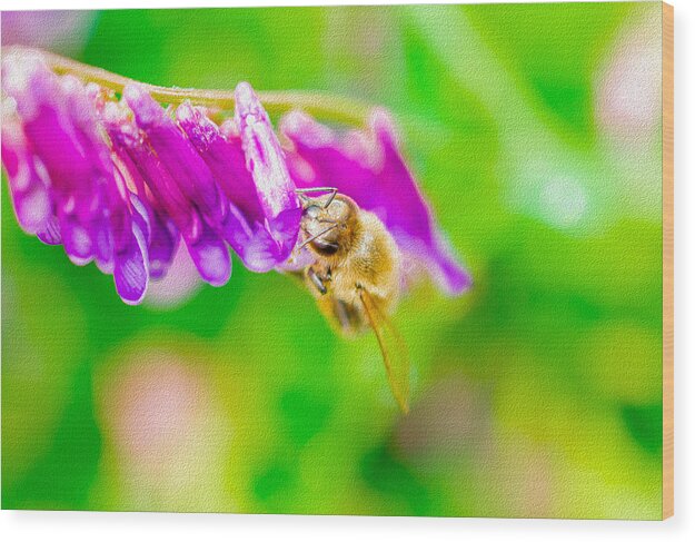 Macro Bee on a Purple Flower with Green Background - Wood Print