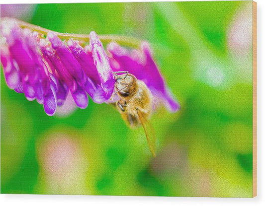 Macro Bee on a Purple Flower with Green Background - Wood Print