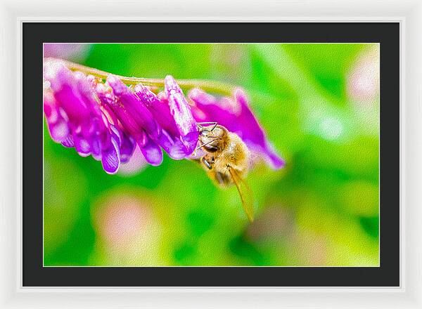 Macro Bee on a Purple Flower with Green Background - Framed Print
