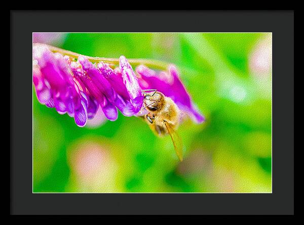 Macro Bee on a Purple Flower with Green Background - Framed Print