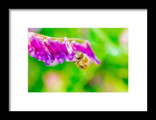 Macro Bee on a Purple Flower with Green Background - Framed Print