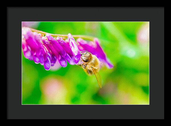 Macro Bee on a Purple Flower with Green Background - Framed Print