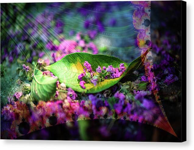 Magenta Petals Carefully Carried by a Leaf - Canvas Print