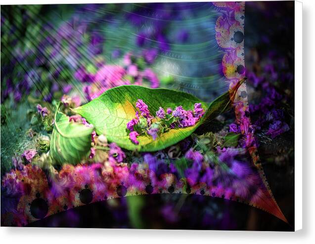 Magenta Petals Carefully Carried by a Leaf - Canvas Print