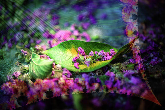 Magenta Petals Carefully Carried by a Leaf - Art Print