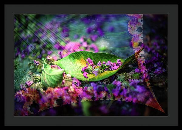Magenta Petals Carefully Carried by a Leaf - Framed Print