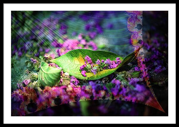 Magenta Petals Carefully Carried by a Leaf - Framed Print
