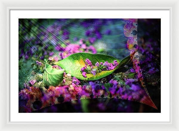 Magenta Petals Carefully Carried by a Leaf - Framed Print