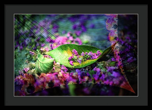 Magenta Petals Carefully Carried by a Leaf - Framed Print