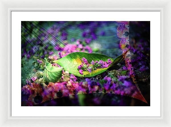 Magenta Petals Carefully Carried by a Leaf - Framed Print