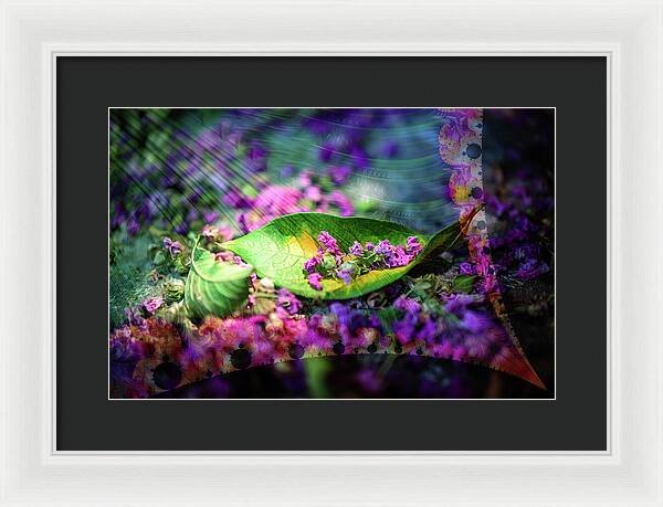 Magenta Petals Carefully Carried by a Leaf - Framed Print